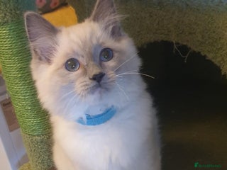 Ragdoll cats Beautiful GCCF Blue Mitted Kitten Available. - Advert 15