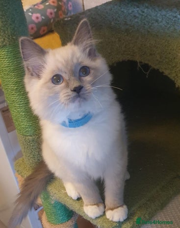 Ragdoll cats Beautiful GCCF Blue Mitted Kitten Available. - Advert 4