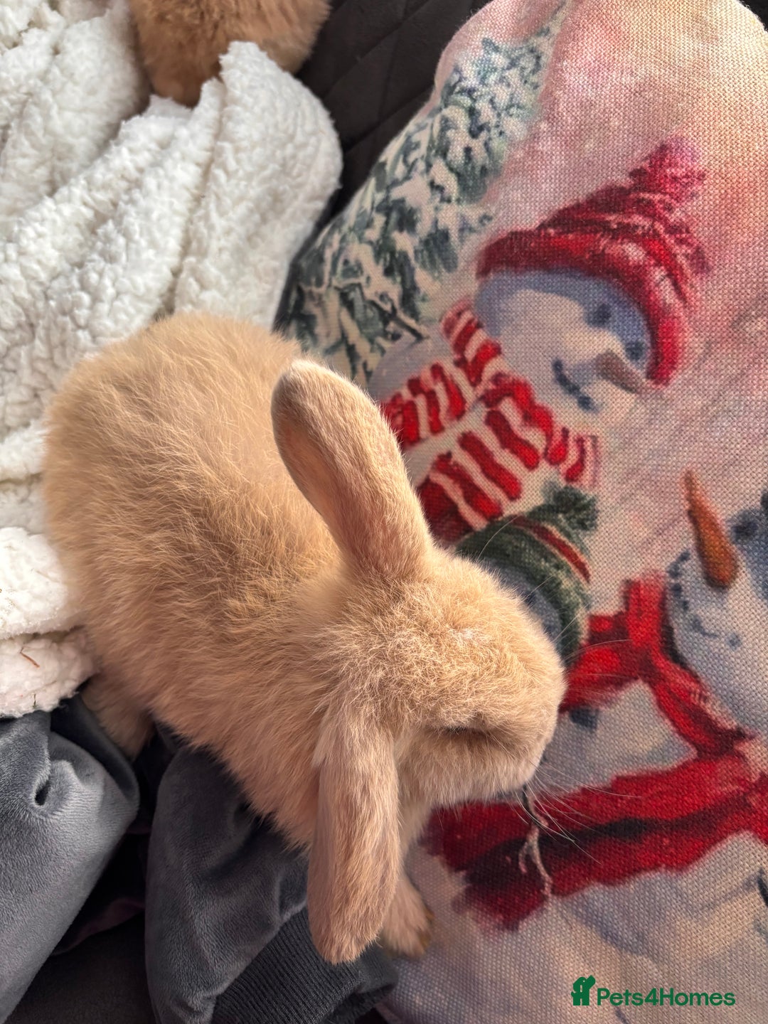 Mini Lop rabbits for sale: purebred Mini Lops  - Advert 5