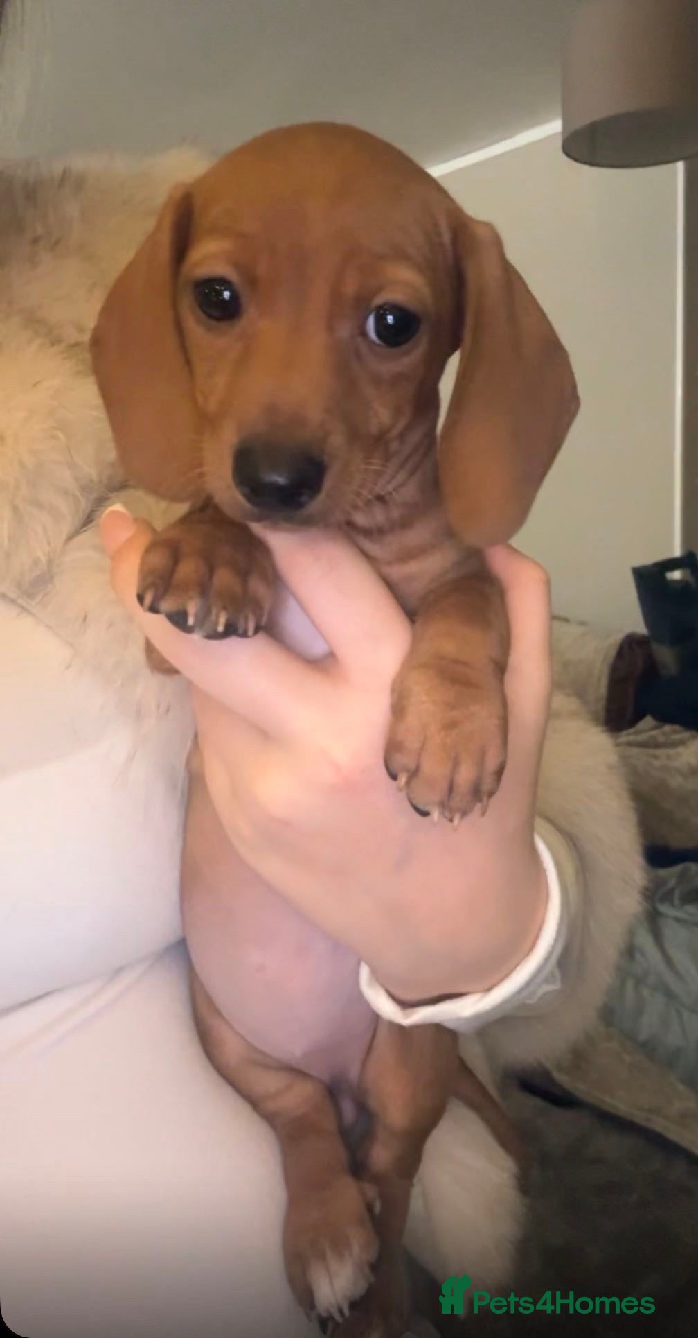 Dachshund dogs Beautiful Dashaund puppies  - Advert 4