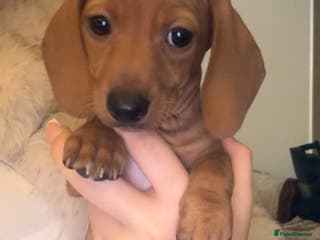 Dachshund dogs Beautiful Dashaund puppies - Advert 4