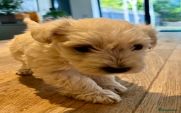 Mixed Breed dogs for sale: Gorgeous Westiepoo Puppies! - Image 7