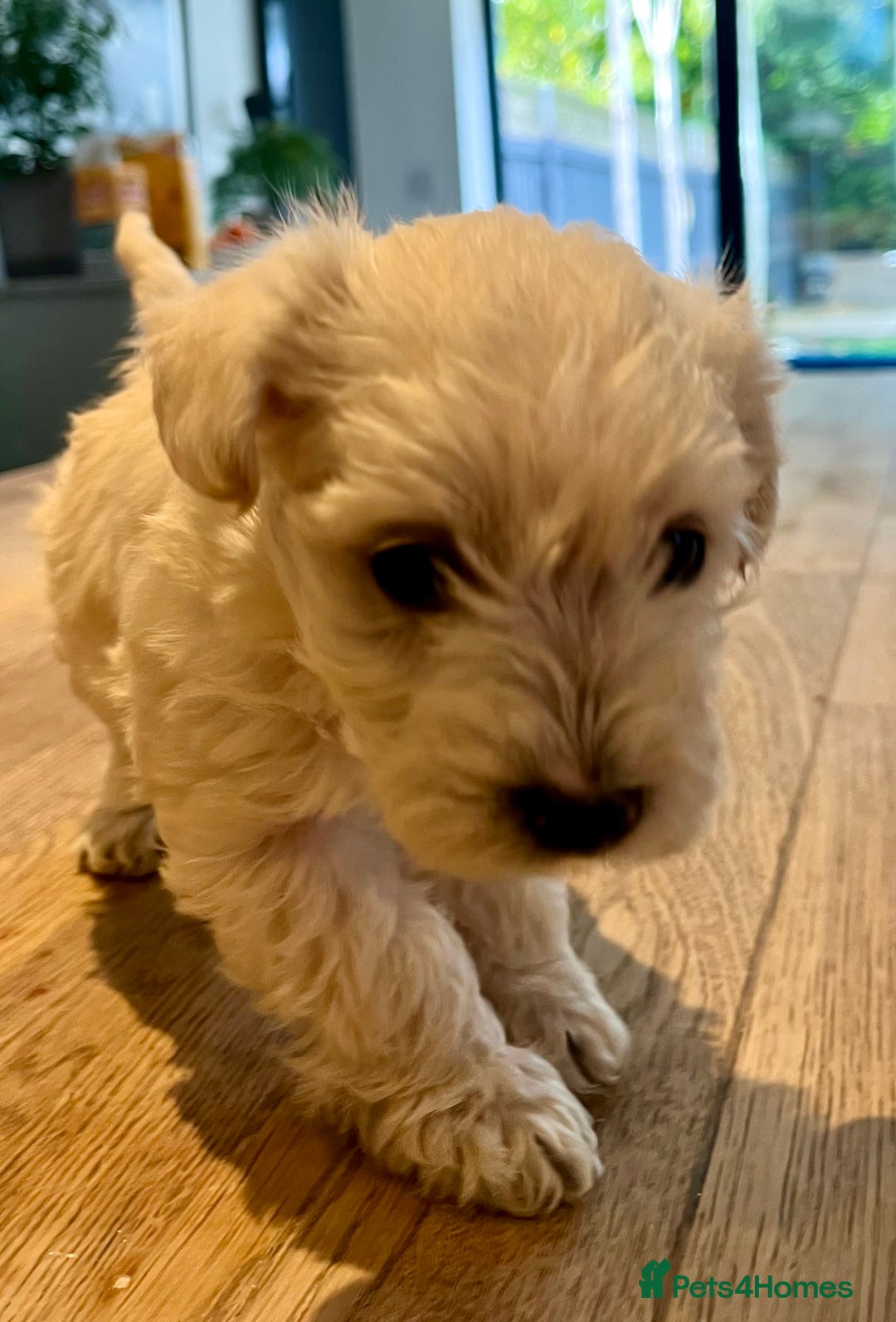 Mixed Breed dogs for sale: Gorgeous Westiepoo Puppies! - Image 7