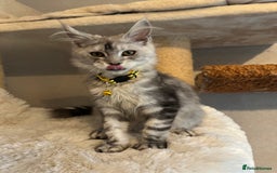 Maine Coon cats for sale: Stunning Maine Coon girls  - Image 9