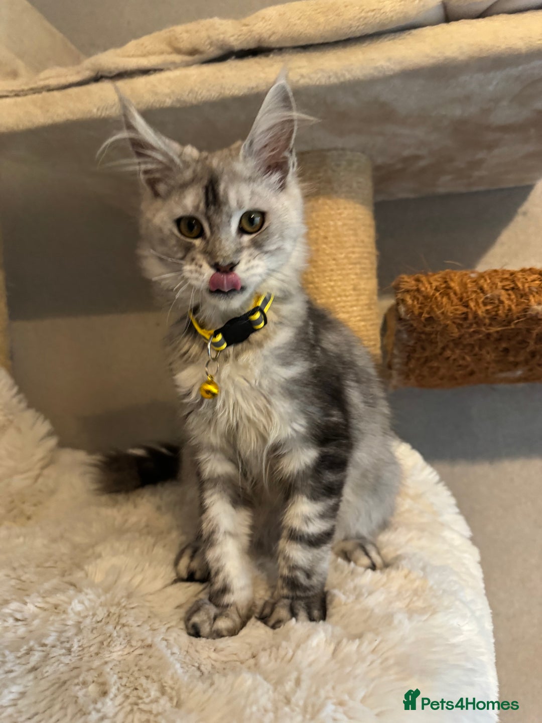 Maine Coon cats for sale: Stunning Maine Coon girls  - Image 9