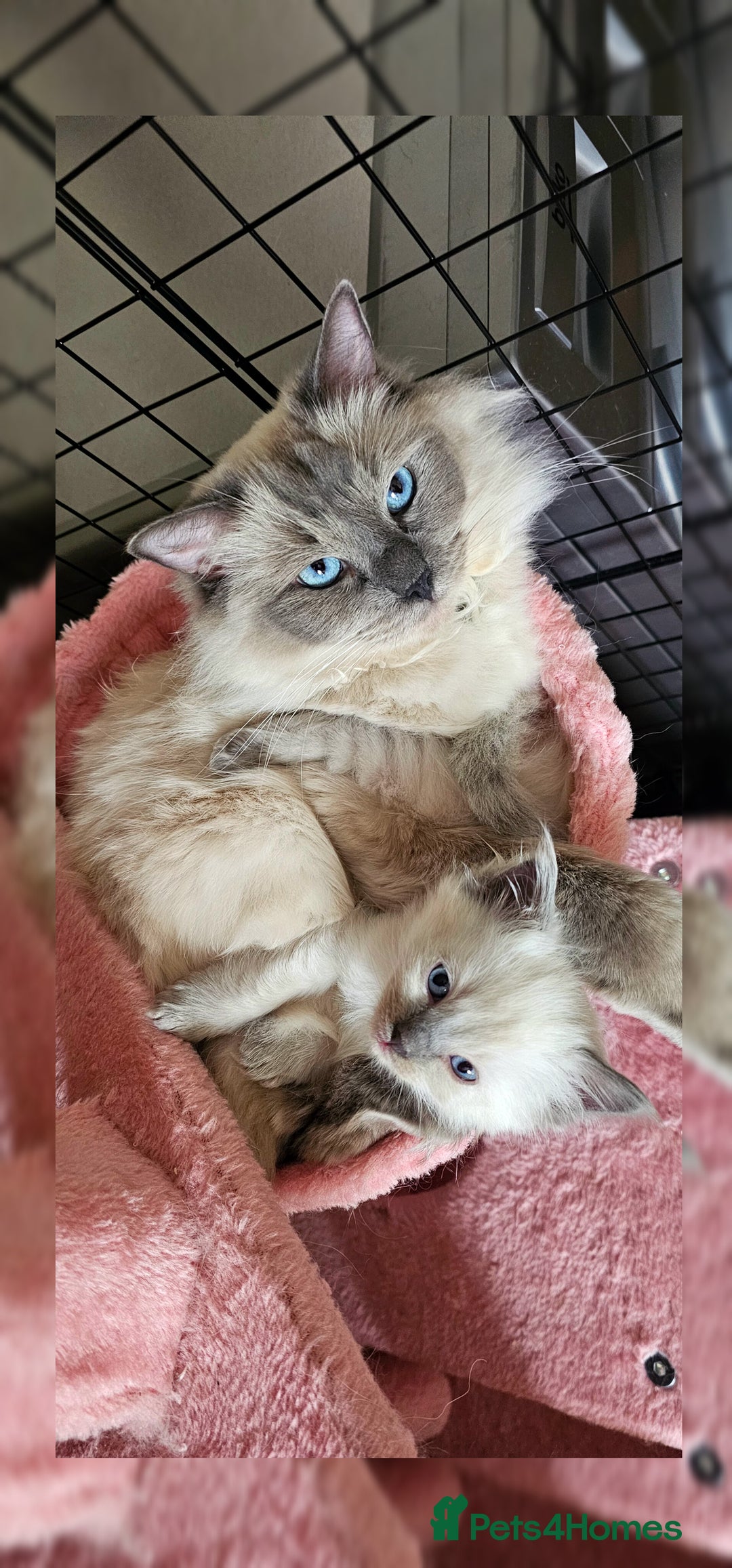 Ragdoll cats for sale: Purebred Ragdoll Girl - Image 4