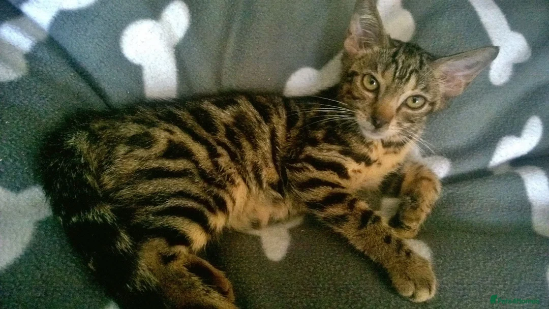 Mixed Breed cats for sale: Cute and Playful Kittens - Advert 1