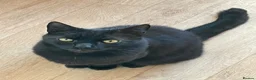 British Shorthair cats for sale: Male pure black & Female pure black with locket  in Alcester - Advert 3
