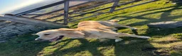 Golden Retriever dogs for sale: Perfect Golden Retriever Litter - Advert 16
