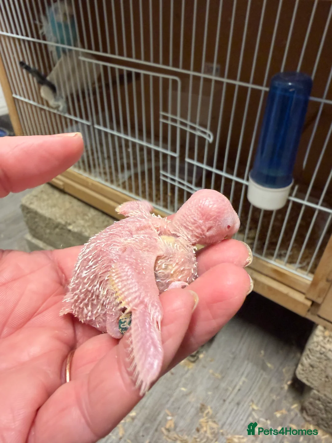 Budgerigars birds for sale: Hand Tame Budgie Chicks Ready End Feb / March  - Advert 2