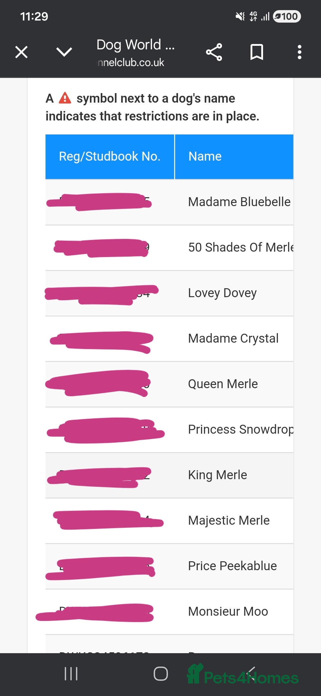 French Bulldog dogs for sale: 5 french bulldogs left!! Ready now! - Advert 4