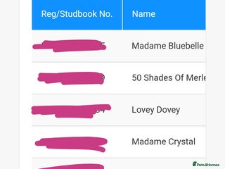 French Bulldog dogs 5 french bulldogs left!! Ready now! - Advert 19