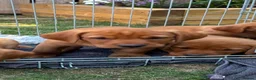 Labrador Retriever dogs for sale: Labrador puppies Fox Red - Advert 8