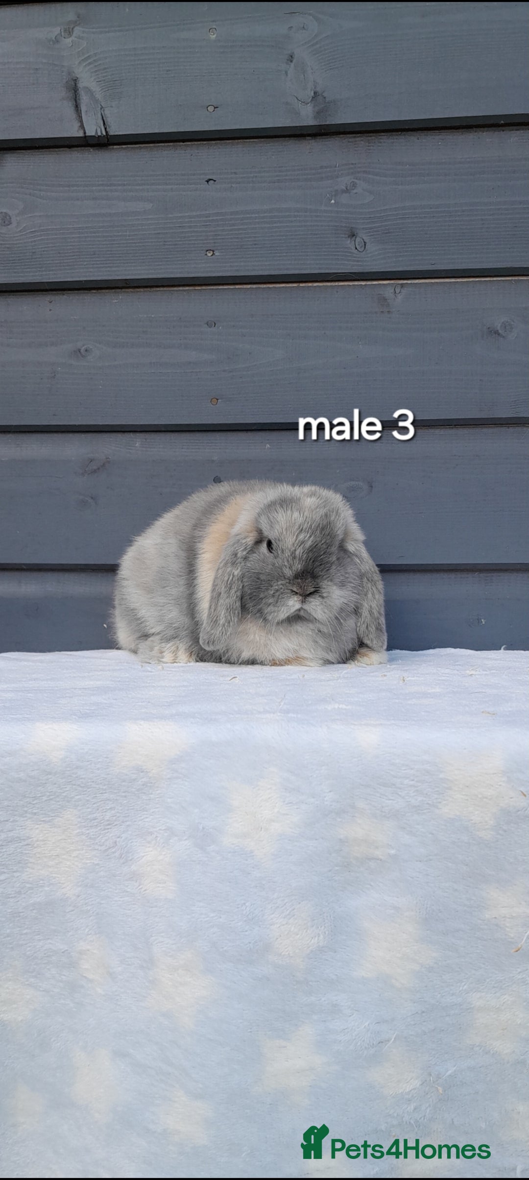 Mini Lop rabbits for sale: Purebred mini lops - Image 5