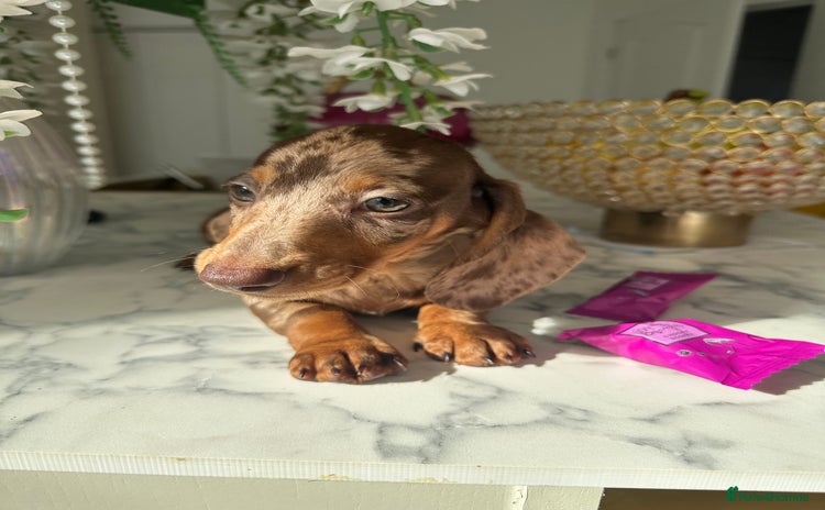 Miniature Dachshund dogs - Advert 9