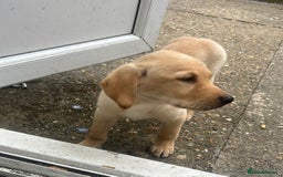 Labrador Retriever dogs for sale: Labrador retriever puppy - Image 2