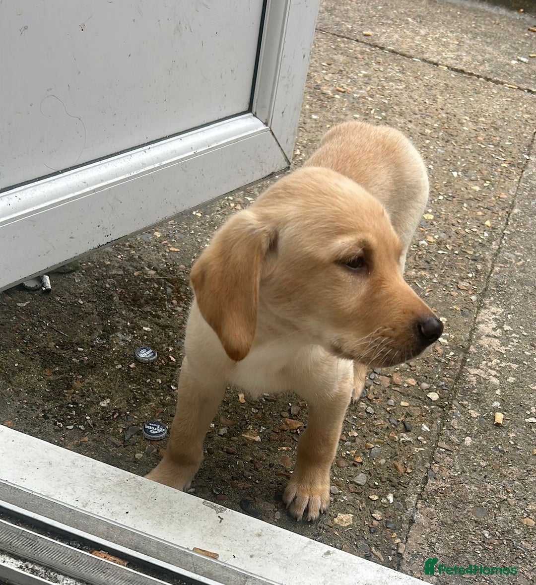 Labrador Retriever dogs for sale: Labrador retriever puppy - Image 2