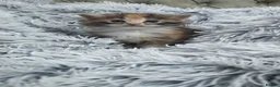 Maine Coon cats for sale: Maine coons kittens  - Advert 13