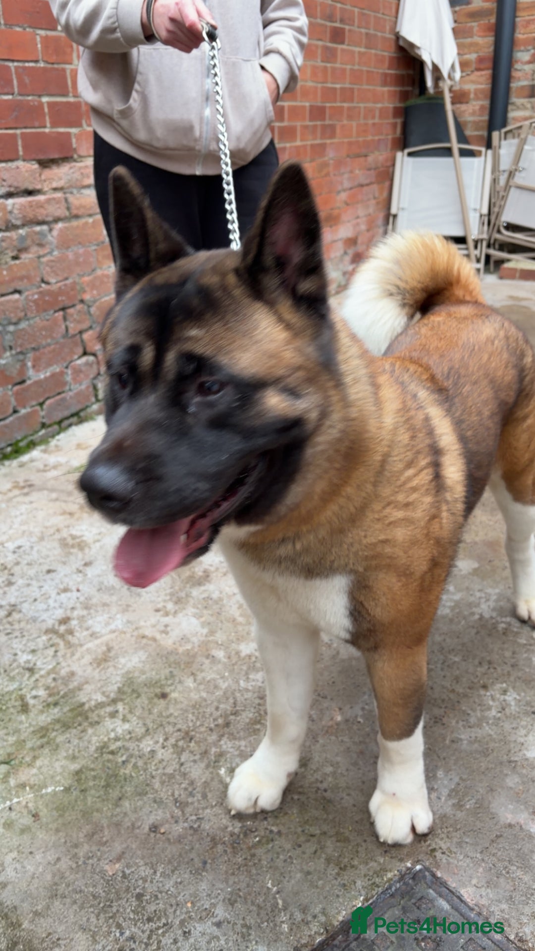 Mixed Breed dogs for sale: 3/4 American Akita x Husky  - Advert 2
