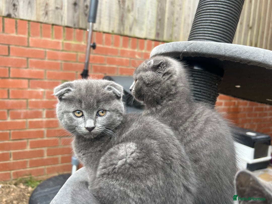Scottish Fold cats for sale: Scottish-fold Kittens   - Image 27