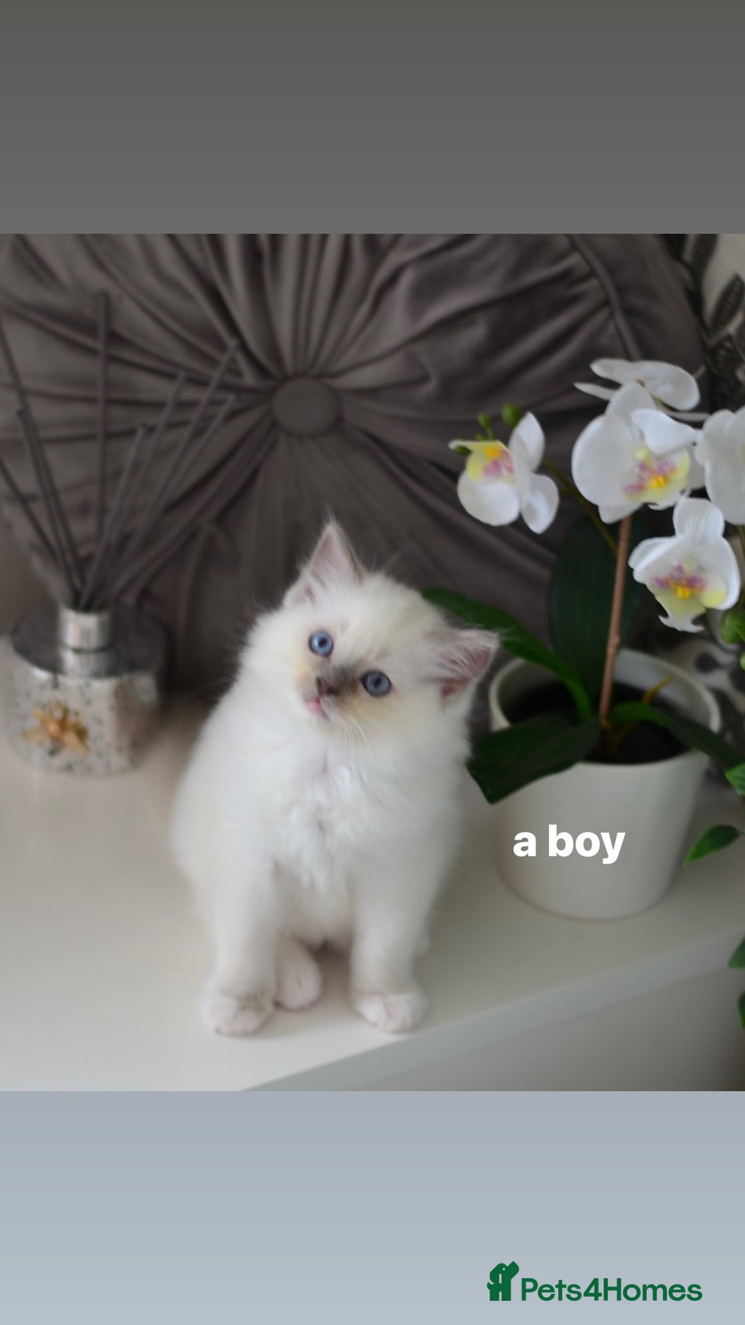 Ragdoll cats for sale: Champion Lines Beautiful Ragdoll Kittens  - Advert 4
