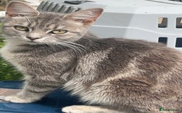 Mixed Breed cats for sale: 3 Cats need a loving home - Image 1