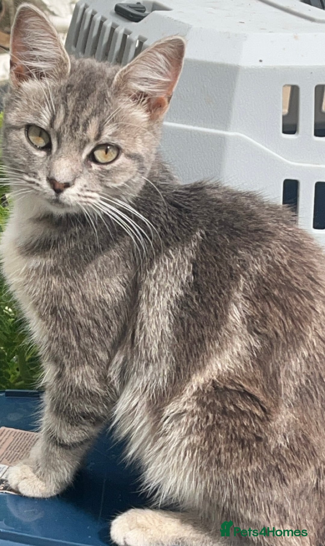 Mixed Breed cats for sale: 3 Cats need a loving home - Image 1