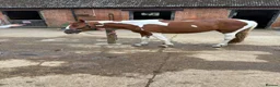 Welsh Section D horses for sale: Violet is a part bred Welsh x palamino - Advert 3