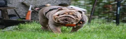 English Bulldog dogs for stud: Now proven English Bulldog at stud - Advert 20