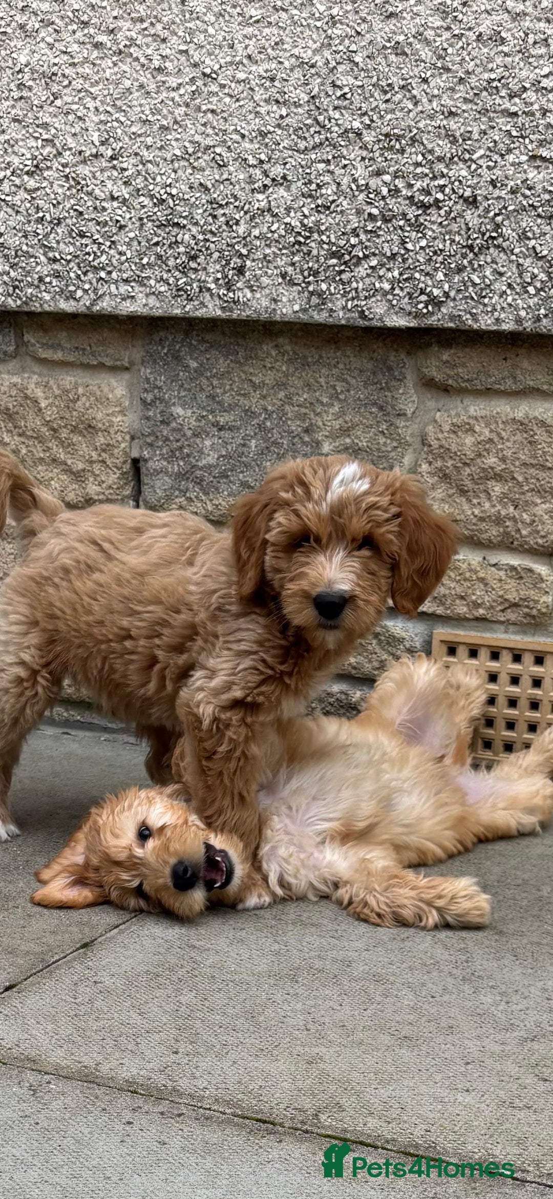 Mini Goldendoodle dogs for sale: F1 miniature golden doodle puppies  - Image 3