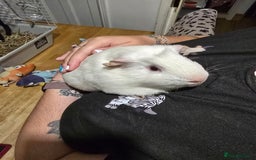 Guinea Pig rodents for sale: 2 male guinea pigs - Image 2