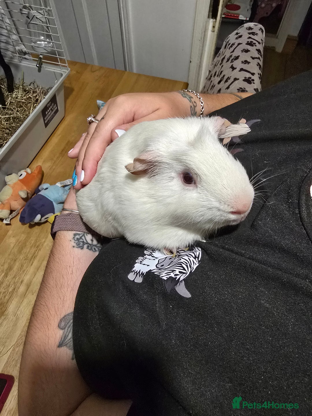 Guinea Pig rodents for sale: 2 male guinea pigs - Image 2