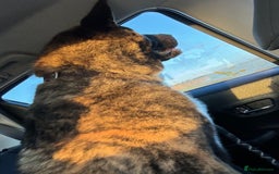 Mixed Breed dogs for sale: American Akita x German Sheperd Pups ready to go - Image 9