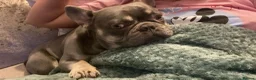 French Bulldog dogs for stud: Blue&Tan French Bulldog ready for stud in Alexandria - Advert 2
