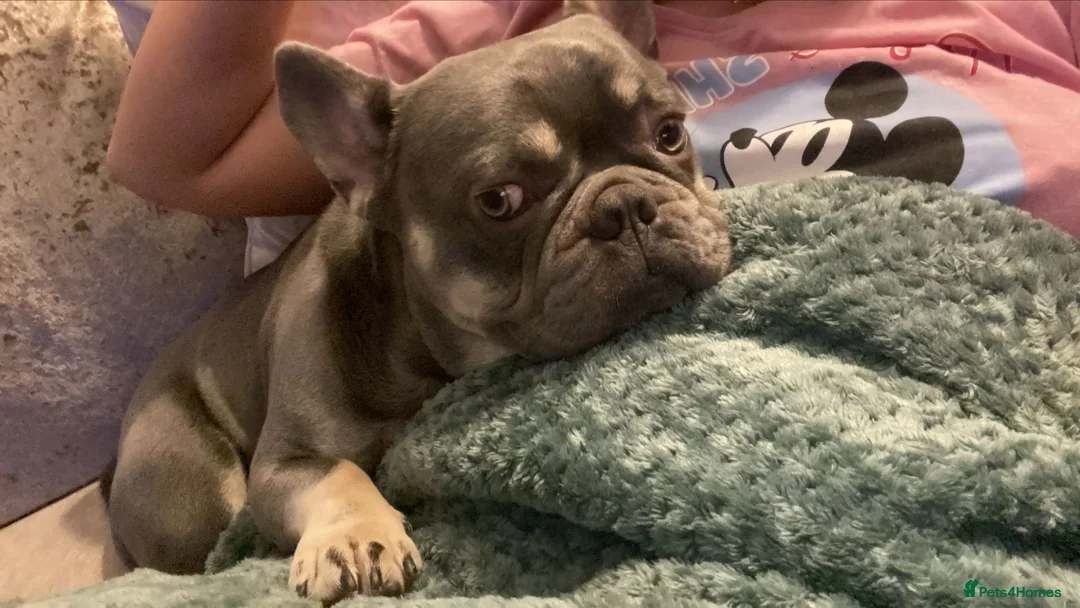 French Bulldog dogs for stud: Blue&Tan French Bulldog ready for stud in Alexandria - Advert 2