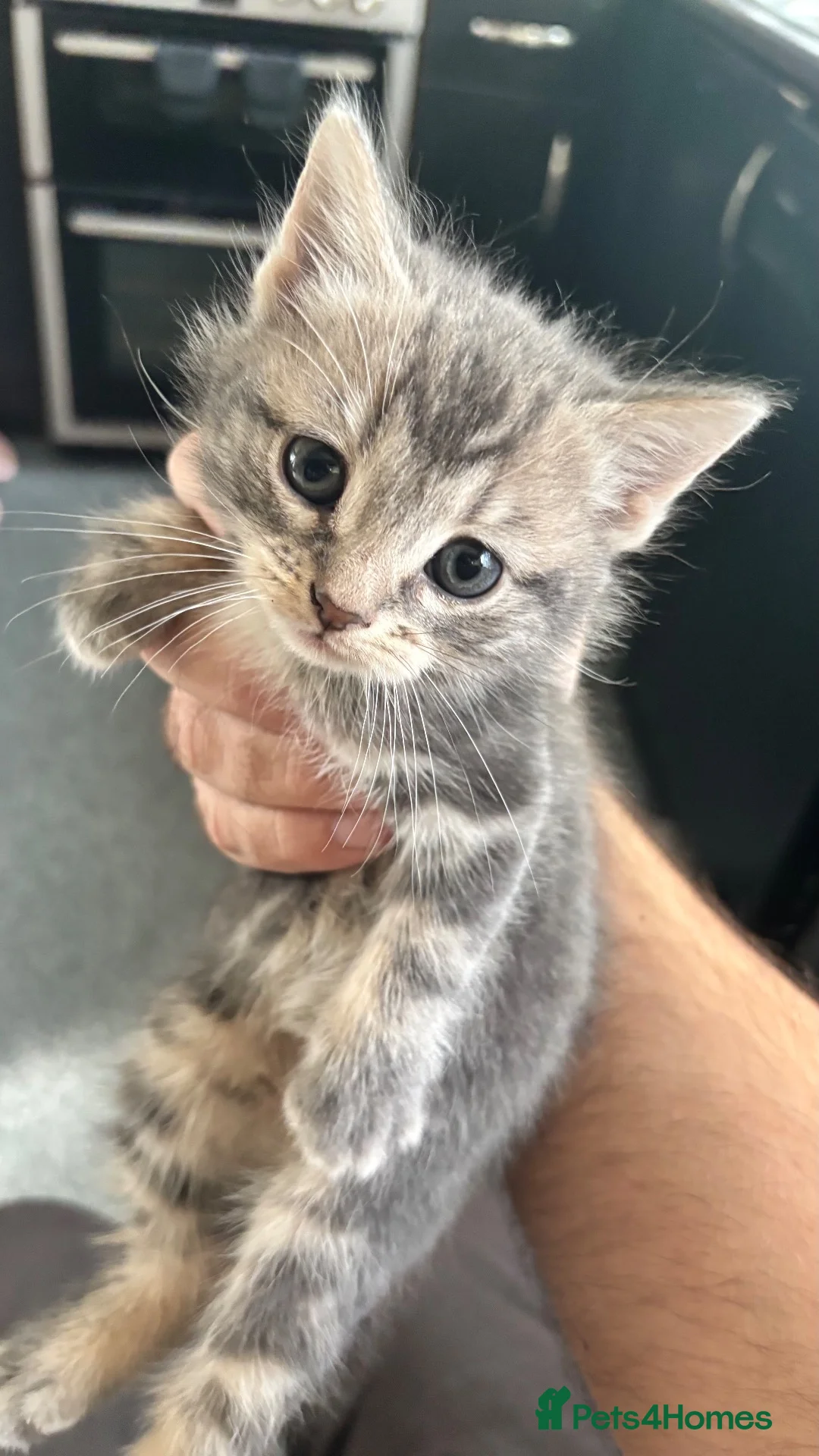 Domestic Shorthair cats for sale: 3 gorgeous kittens for sale in Warrington - Advert 6