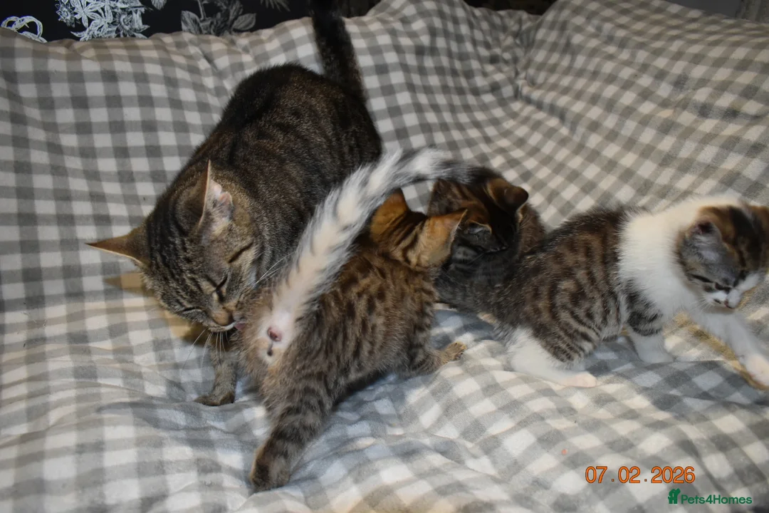 Mixed Breed cats for sale: 3 kittens for sale  - Advert 17