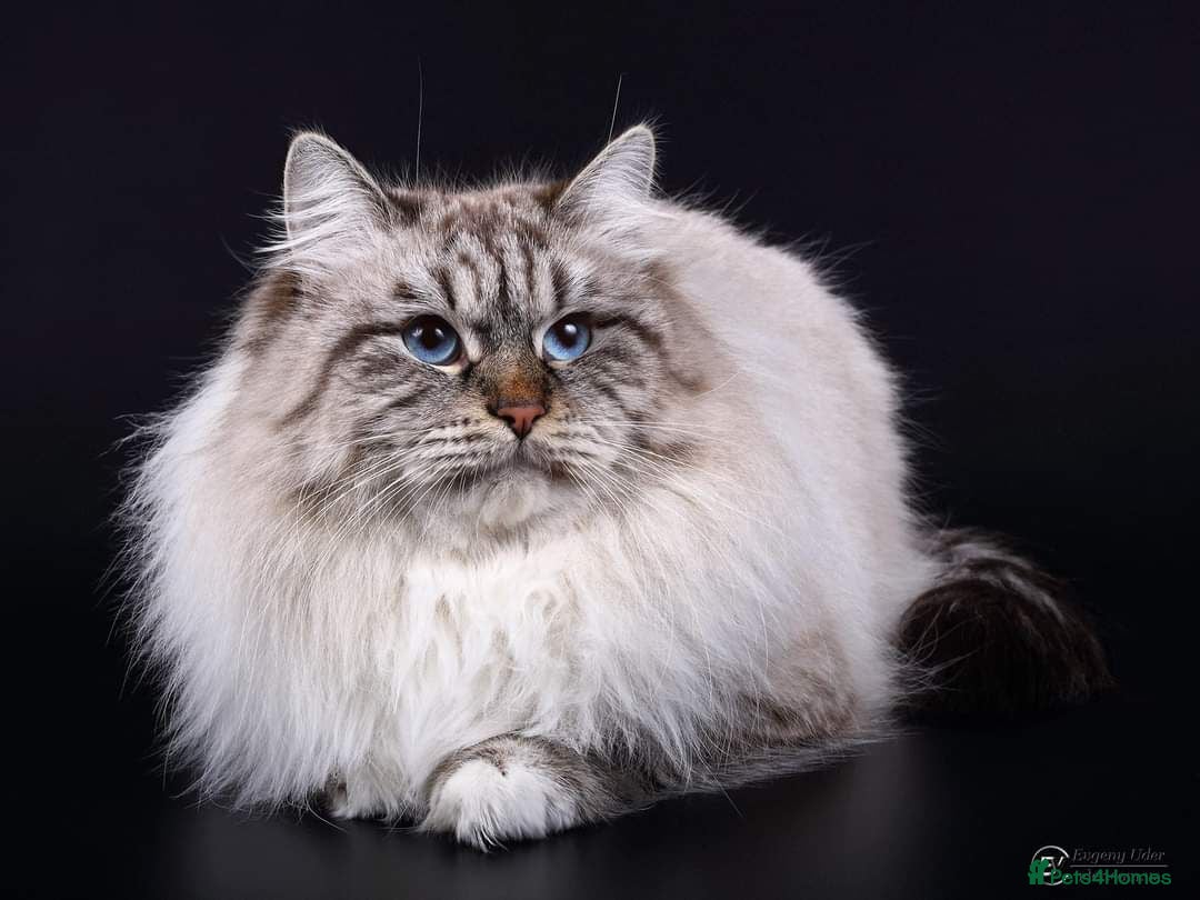 Siberian cats for sale: 🌓Word Champion Grandfather 🌖 - Advert 27