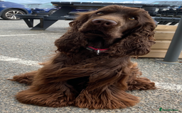 Cocker Spaniel dogs for sale: Beautiful Show Cocker Babies - Image 8