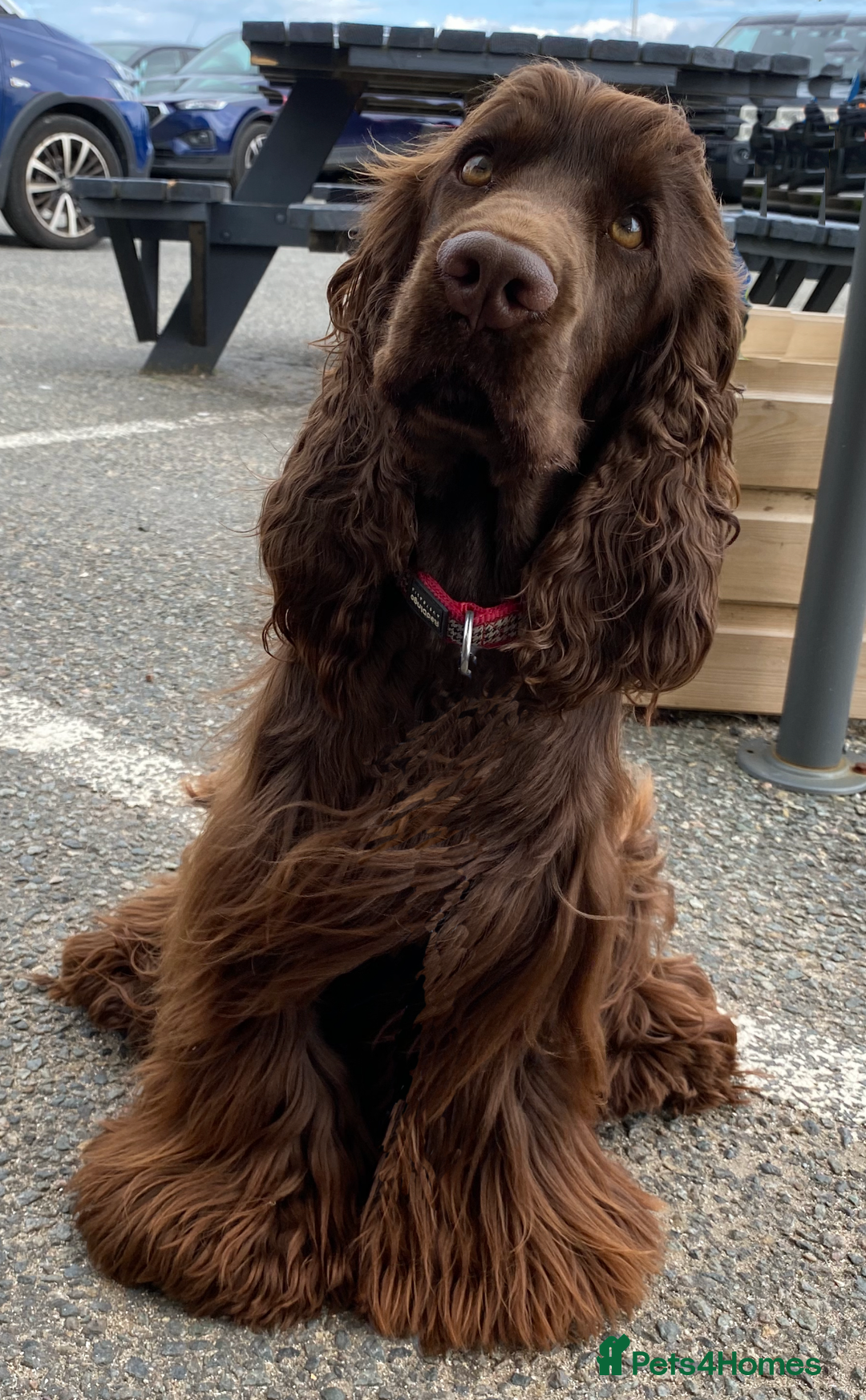 Cocker Spaniel dogs for sale: Beautiful Show Cocker Babies - Image 8