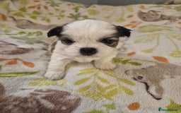 Shih Tzu dogs for sale: Beautiful Shih-tzu's - Image 6