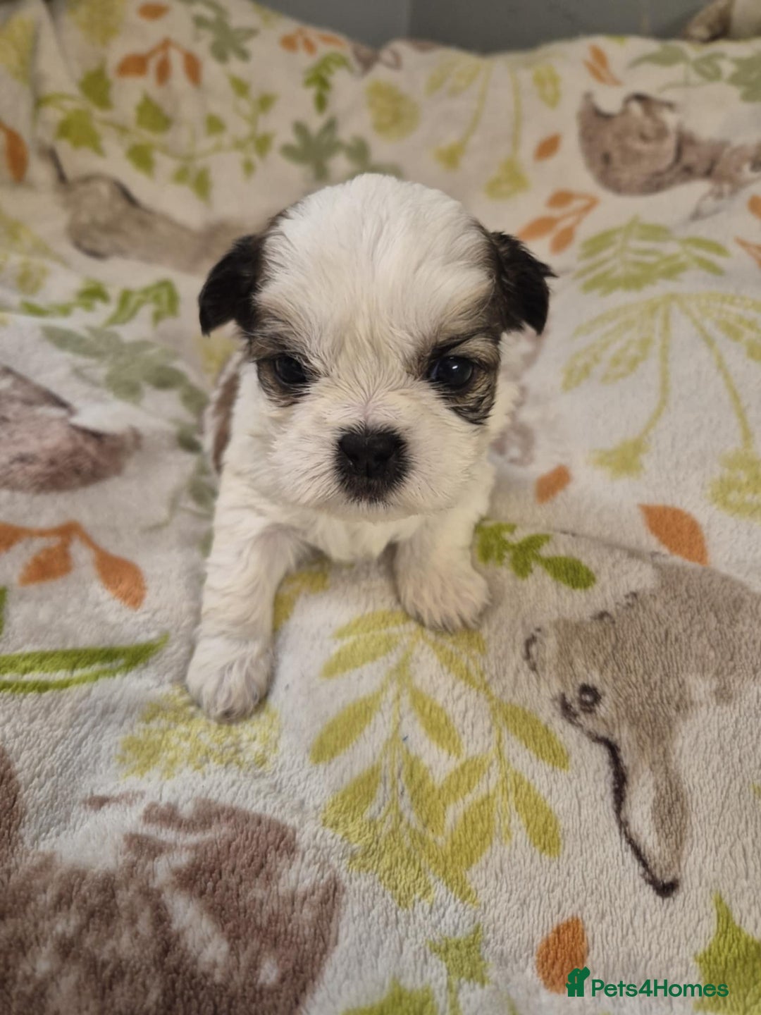 Shih Tzu dogs for sale: Beautiful Shih-tzu's - Image 6