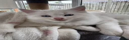 Ragdoll cats for sale: GCCF Registered Ragdoll Kittens - Advert 22