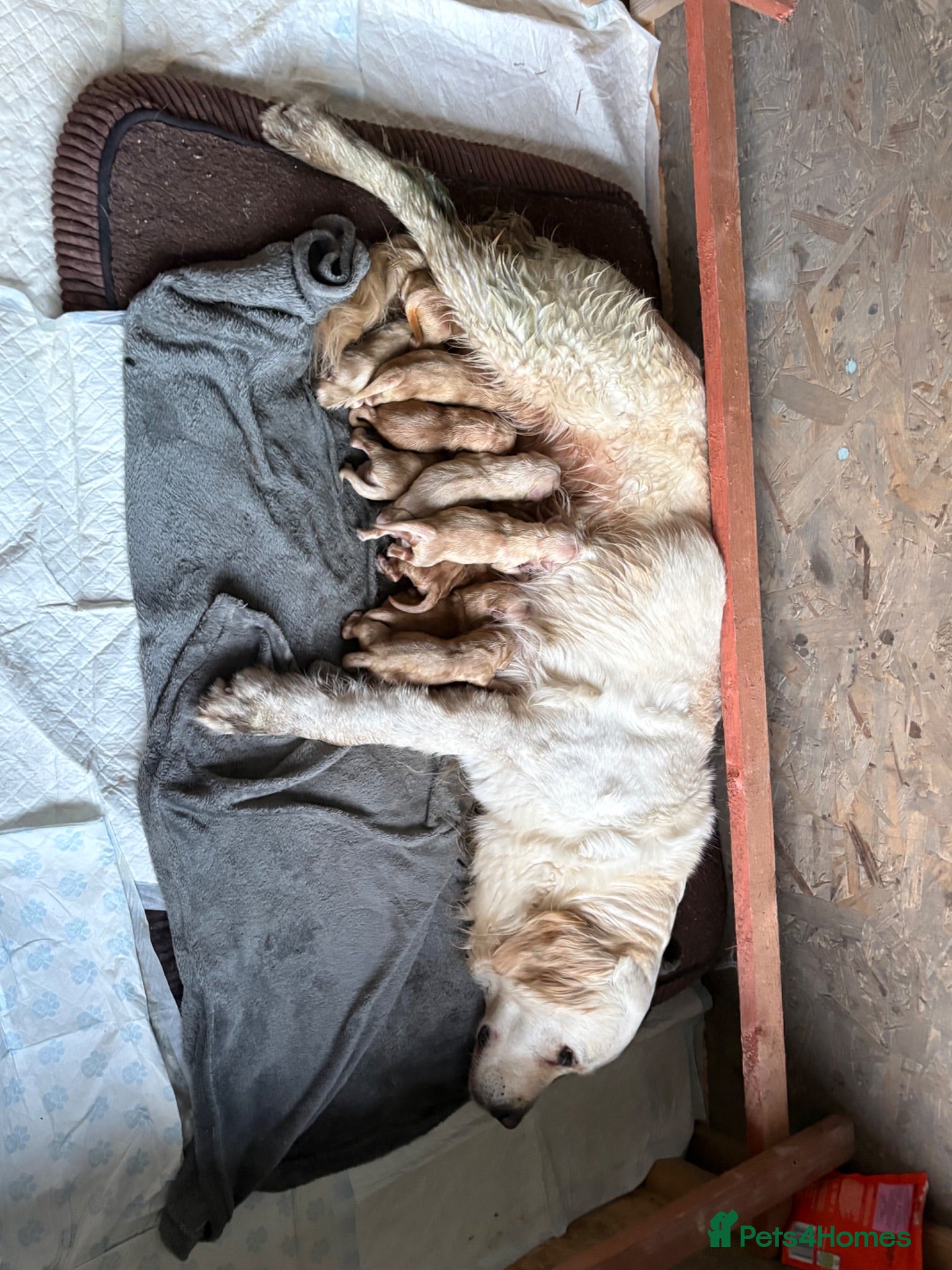 Golden Retriever dogs Golden retriever puppies - Advert 5