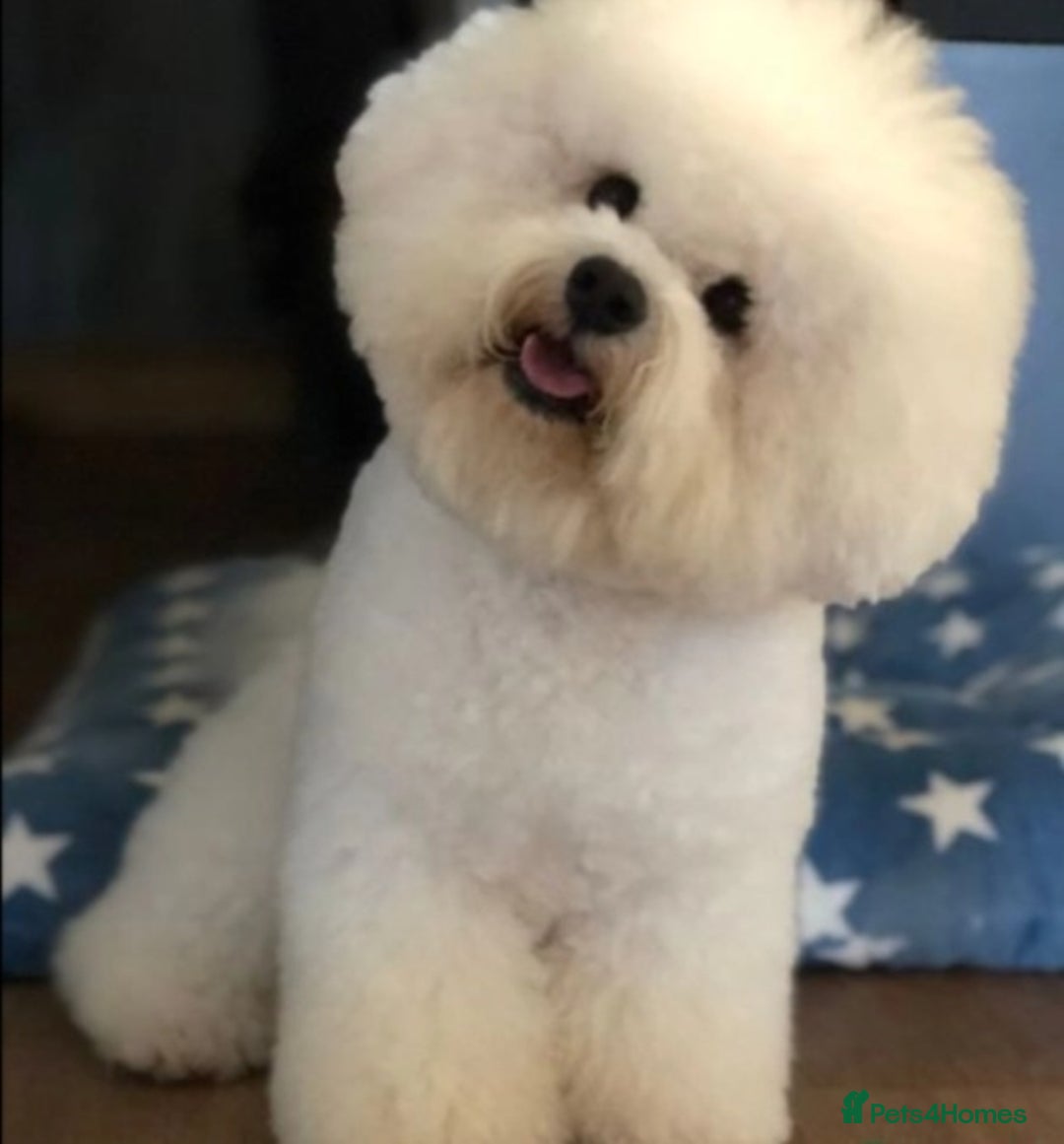 Bichon Frise dogs for sale: Sweet Bichon Frise puppies- Champion Bloodline  - Advert 22