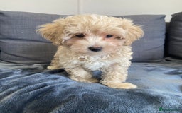 Maltipoo dogs for sale: 10 weeks old, health tested F1 Maltipoo babies  - Image 5