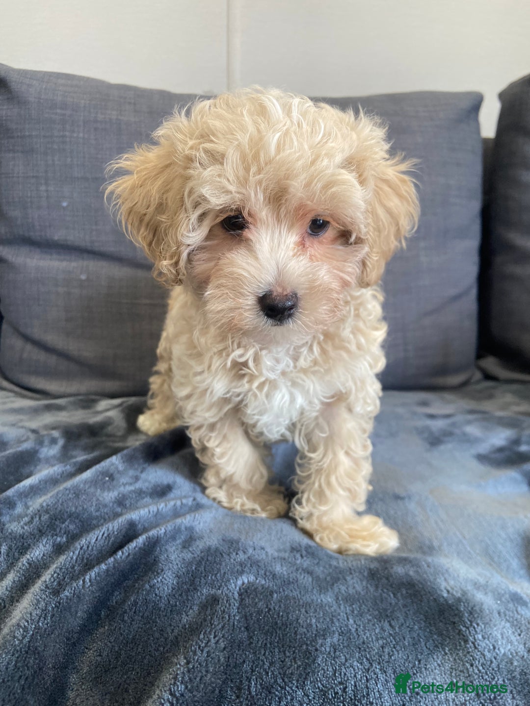 Maltipoo dogs for sale: 10 weeks old, health tested F1 Maltipoo babies  - Image 5