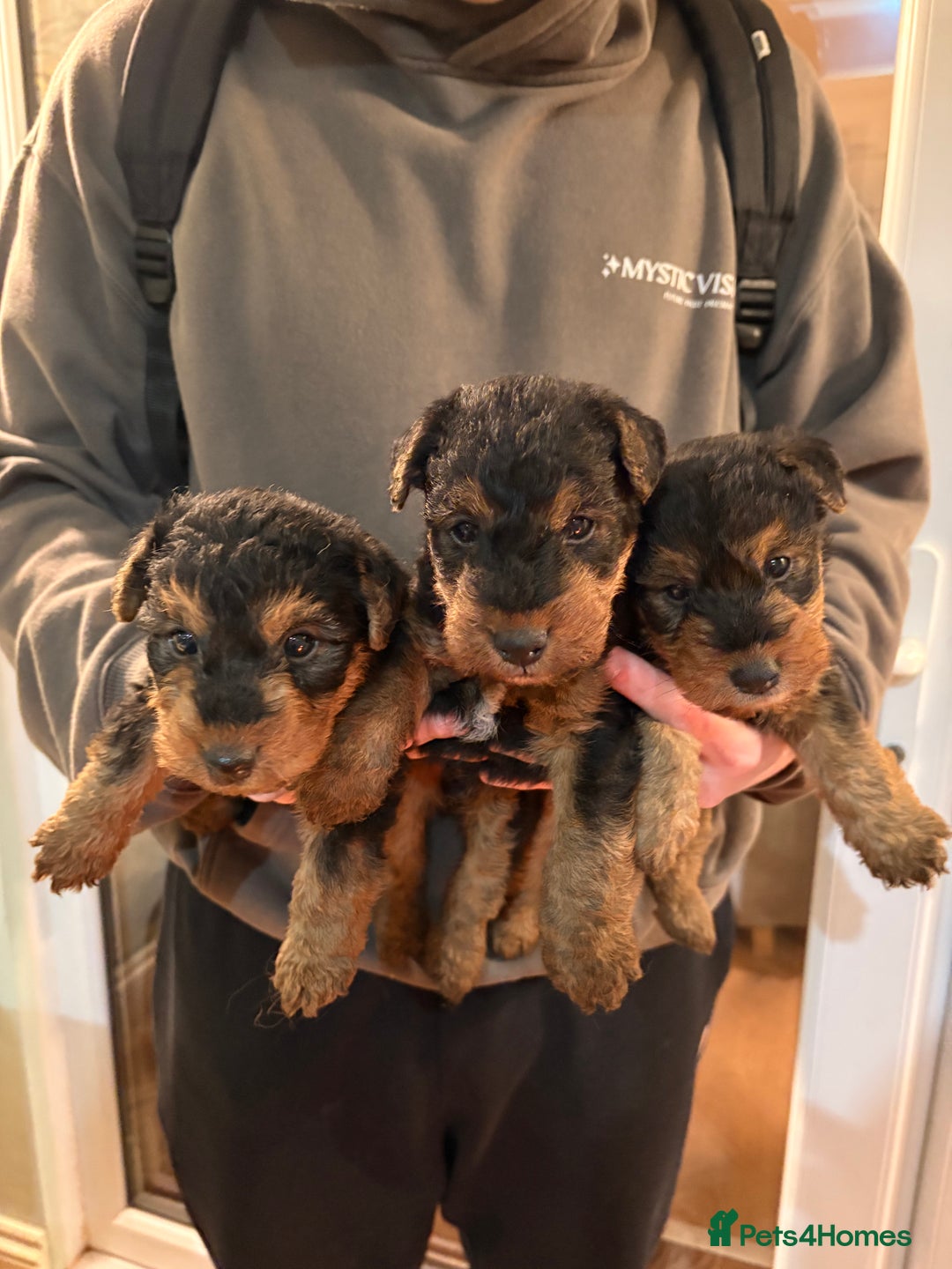 Welsh Terrier dogs for sale: Excellent bloodlines 3 pups available - Advert 2