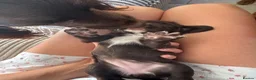 Cocker Spaniel dogs for sale: 6 Liver Cocker Spaniel Puppies - Advert 29