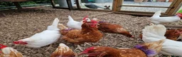 Hens poultry for sale: Warren laying hens - Advert 4
